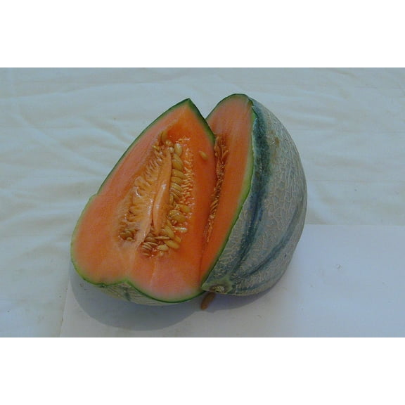 Melon Delicious 51 Hybrid Great Garden Vegetable by Seed Kingdom Bulk 1/4 Lb Seeds