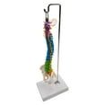 thumbnail image 4 of lionlar Colored Human Spine Model Study Model Spinal Cord for Classroom with Pelvis with with Pelvis Hanging, 4 of 9