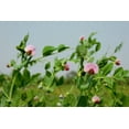 thumbnail image 4 of 50 Seeds AUSTRIAN WINTER PEA Caley Flower Pisum Sativum Ground Cover Crop Legume Seeds, 4 of 8