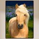 thumbnail image 3 of 5D DIY Taladro Diamante Pintura Caballo Bordado Mosaico Kits Arte La Pared, 3 of 9