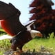 thumbnail image 3 of Transformation Pets Figurines Toys Toy Toy Eagle Educational Toy, 3 of 5