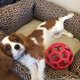 thumbnail image 3 of Juguete masticable para perros, pelota de goma natural, pelota de rompecabezas, juguetes geométricos de seguridad para perros pequeños, medianos y grandes, suministros de entrenamiento para mascotas, 3 of 5