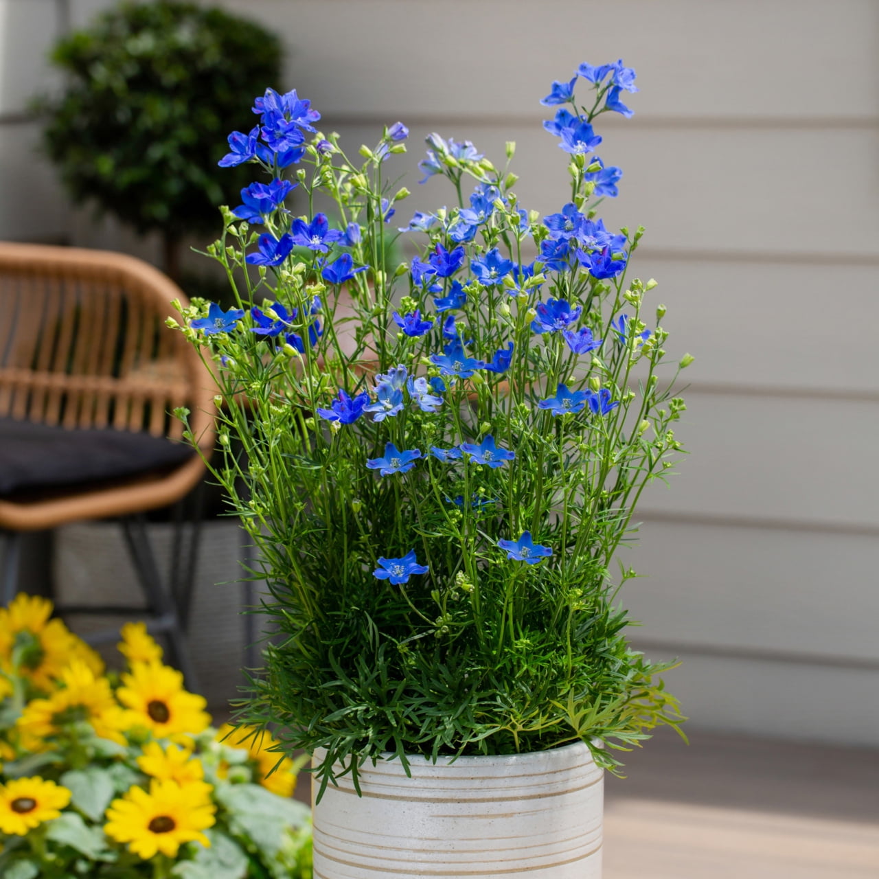 Better Homes & Gardens 2QT Blue Delphinium Blue Diamonds Live Perennial Plant Sun