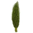 thumbnail image 1 of Vickerman H2OSP100 22 x 7 in. AVG Basil Olympia Seed Pods, 1 of 1