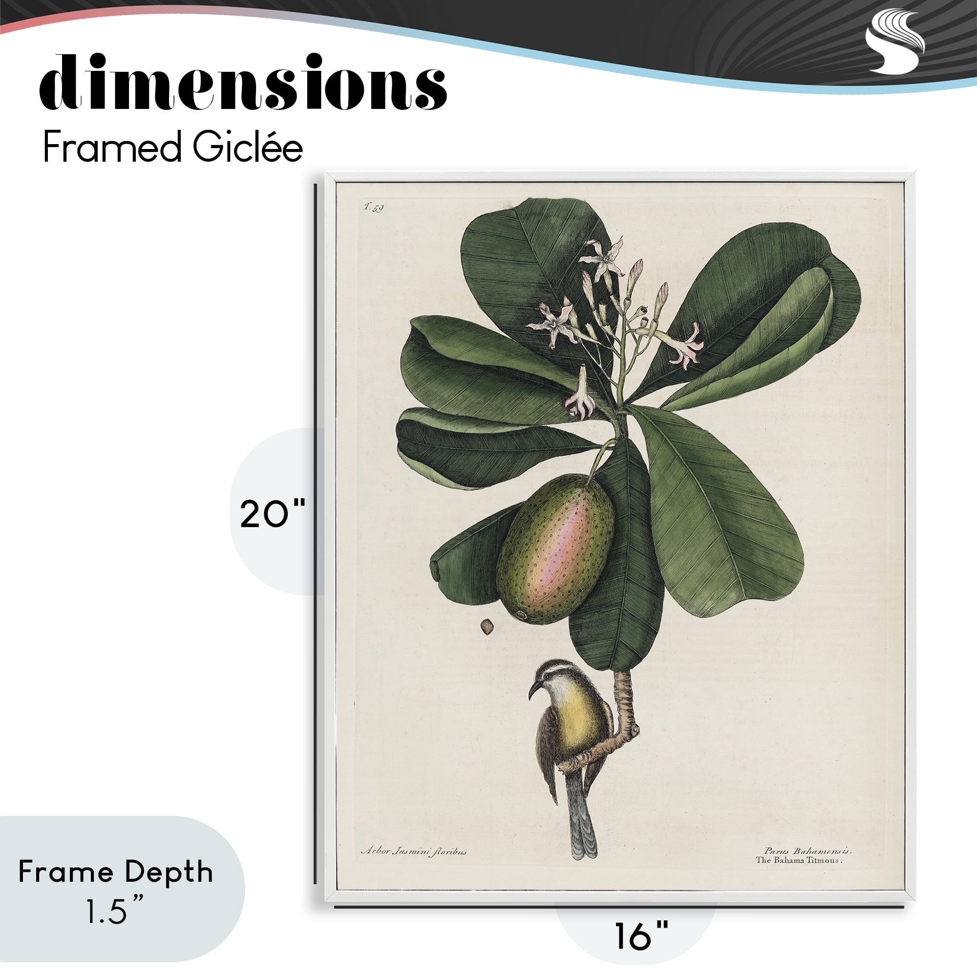 Stupell Industries Catesby Flora & Fauna White Framed Giclee Art, design by Print Collection