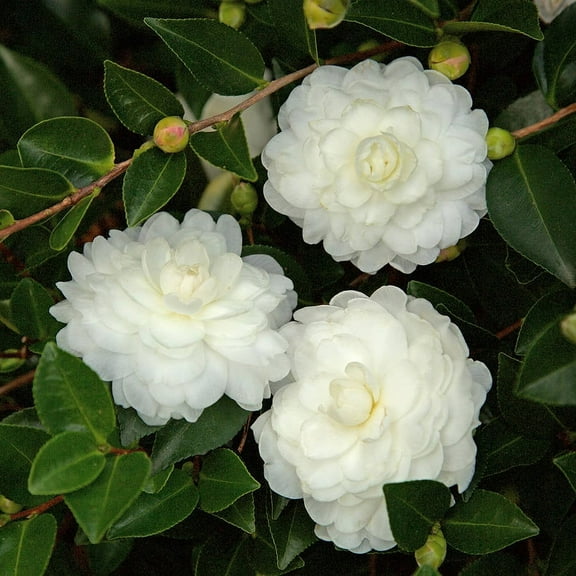 Southern Living October Magic Shi Shi Camellia Live Shrub in 2.5-Quart Grower Pot