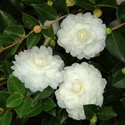 October Magic White Shi Shi Camellia (2.5 Quart) Flowering Evergreen Shrub with White Blooms - Full Sun to Part Shade Live Outdoor Plant - Southern Living Plant Collection