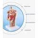 thumbnail image 2 of Modelo de anatomía de la cabeza YONGSHENG Modelo nasofaríngeo, 2 of 5