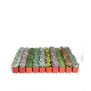 Shop Succulents Rosette Succulent (Collection of 140)