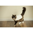 thumbnail image 2 of Midlee Cable Knit Dog Sweater (Large, Cream), 2 of 2