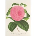thumbnail image 3 of Charles Antoine Lemaire 14x18 Black Modern Framed Museum Art Print Titled - Camellia Viscount De Nieuland (1854-1896), 3 of 5