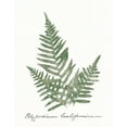 thumbnail image 2 of Wild Apple Portfolio 15x18 Black Ornate Wood Framed with Double Matting Museum Art Print Titled - Vintage Ferns XI no Border White, 2 of 4