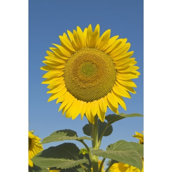 Posterazzi DPI1834403 Sunflower Helianthus Annuus Poster Print, 12 x 18