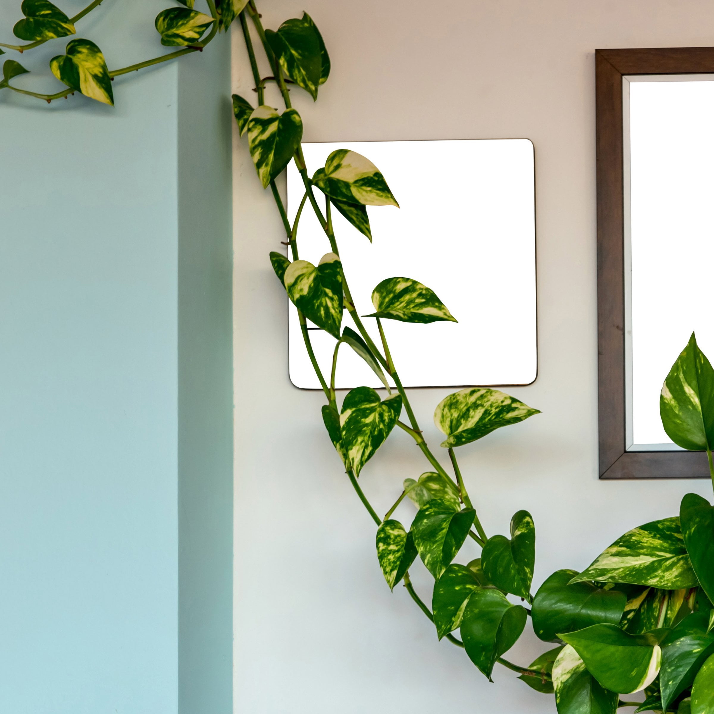 4 in. Pothos Golden Plant in Grower Container (3-Pack)