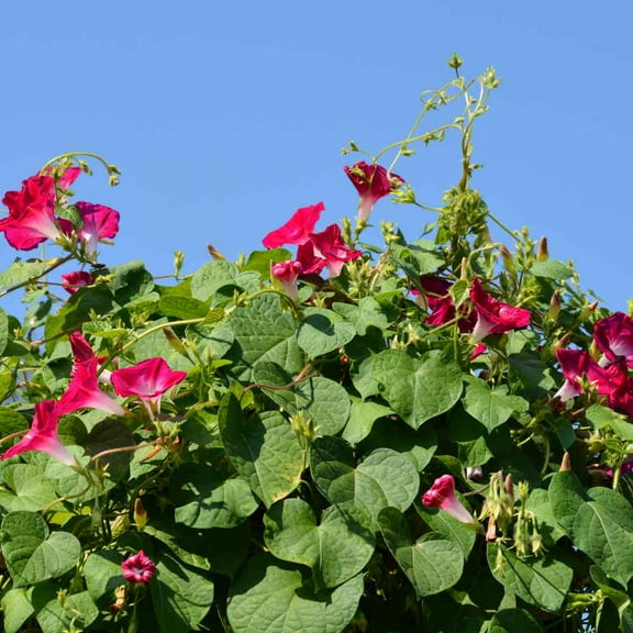 Outsidepride Morning Glory Crimson Rambler - 500 Seeds
