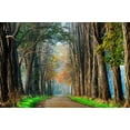 thumbnail image 2 of Van de Goor, Lars 14x11 Black Ornate Wood Framed with Double Matting Museum Art Print Titled - Acacias in Autumn, 2 of 4