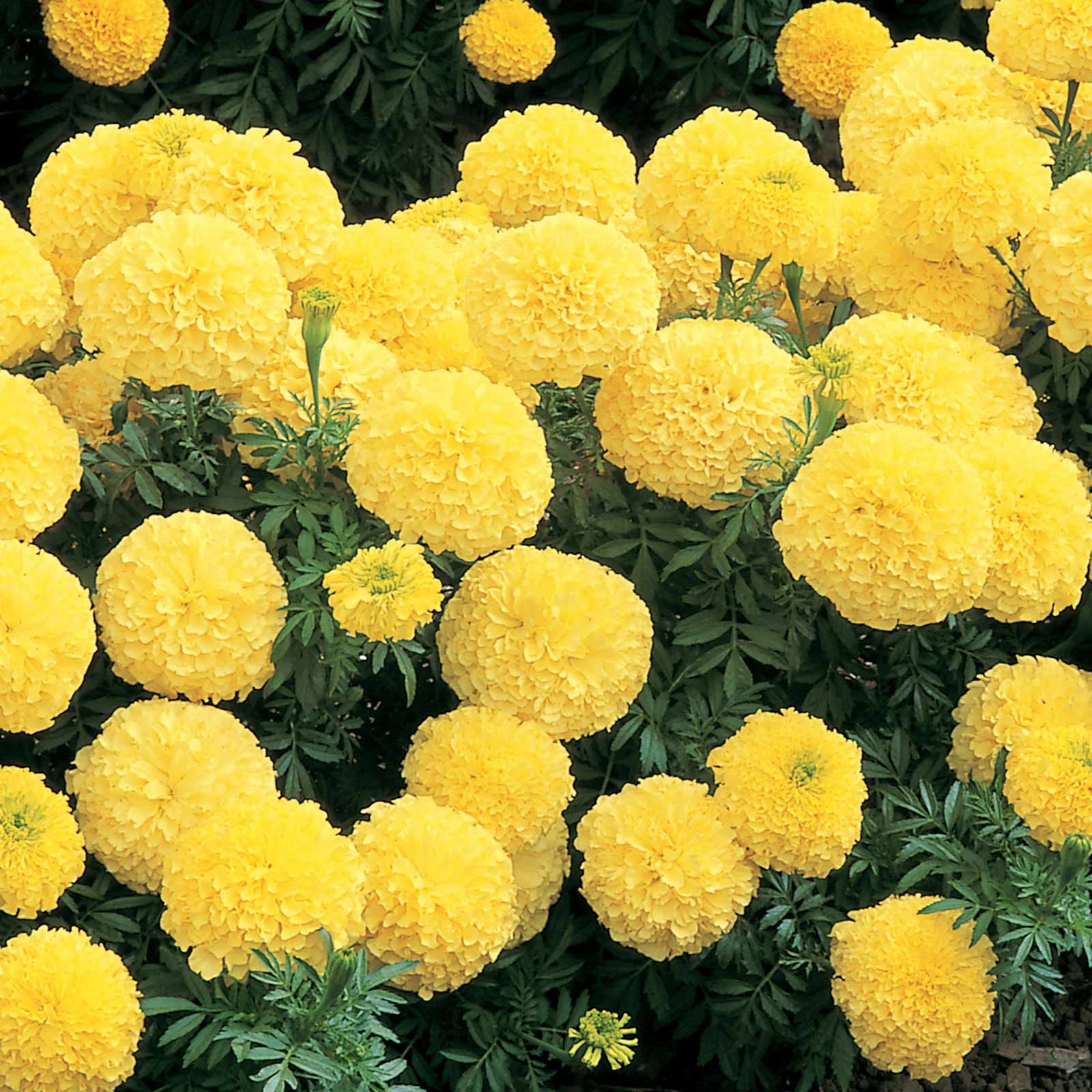 African Marigold Flower Garden Seeds Inca II Series F1 Primrose