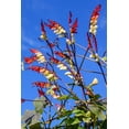 thumbnail image 6 of 10 FIRECRACKER VINE Flower Mina Lobata Exotic Love Spanish Flag Ipomoea Seeds, 6 of 11