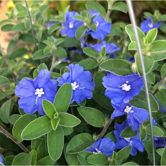 Pack 2 Blue Daze Evolvulus Plants Evolvulus Glomeratus Dwarf Morning Glory Plants 3-4 Inch Tall