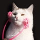 thumbnail image 5 of Cara masajeador rodillo para gato mascota cepillo herramienta con 4 masajeador rodillo de silicona masajeador rodillo, 5 of 8
