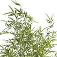 thumbnail image 5 of Vintage Home Artificial Faux Vintage Real Touch 7.17 Feet Tall Bamboo Tree With Fiberstone Planter, 5 of 6
