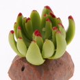 thumbnail image 5 of Succulent Plant Home Ornament Reptile Habitat Decoration Aquarium Fish Terrarium Landscape Decor 1, 5 of 9