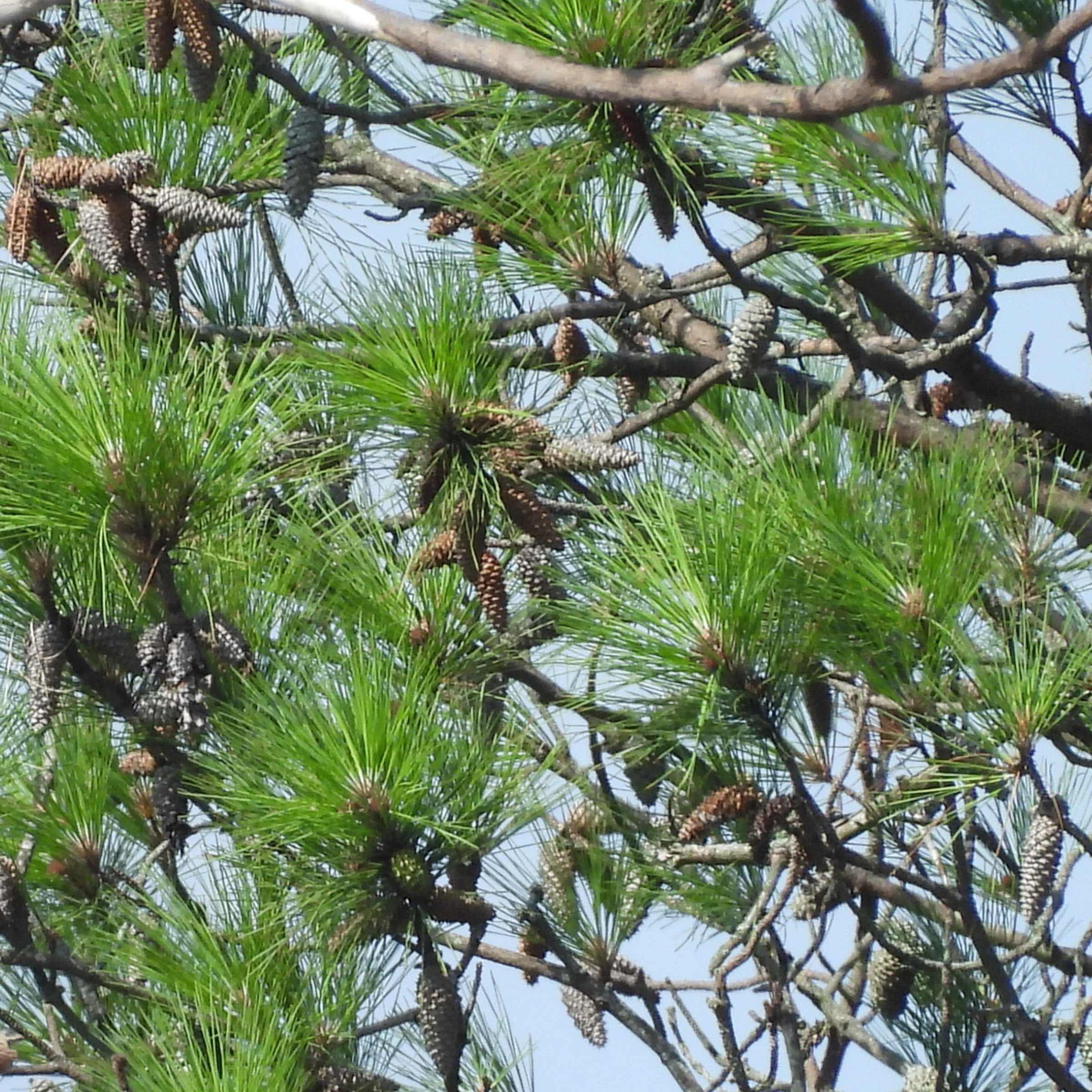National Plant Network 1 gal. Pinus Loblolly Tree