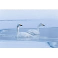 thumbnail image 2 of Goff, Ellen 32x23 Black Ornate Wood Framed with Double Matting Museum Art Print Titled - Japan-Hokkaido A pair of whooper swans swim, 2 of 4