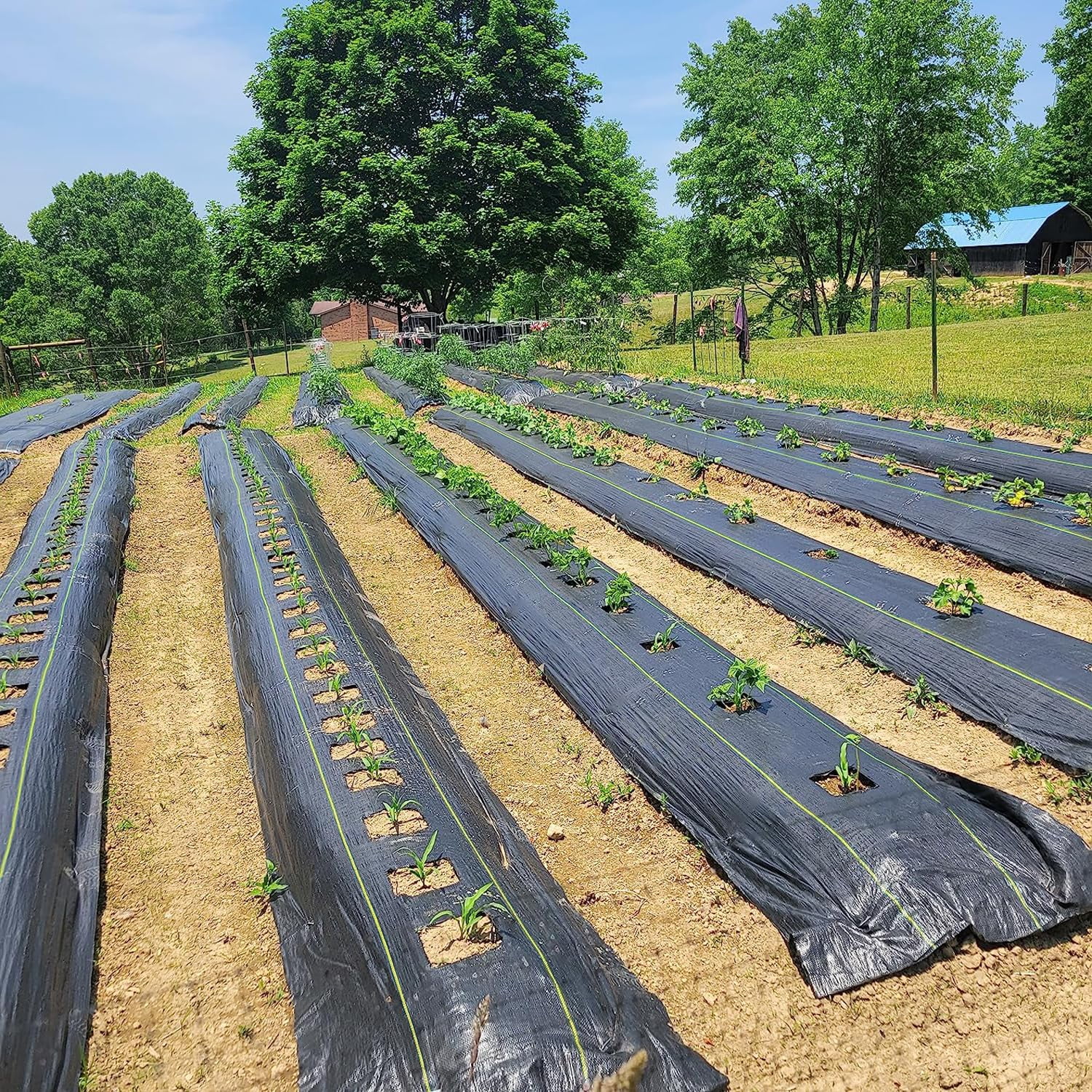 Jane Stone 4ft x 50ft Heavy Duty Weed Barrier Fabric, 6oz Tear Resistant Woven Landscape Fabric with Garden Staples for Lawn, Pathway, Garden Landscaping