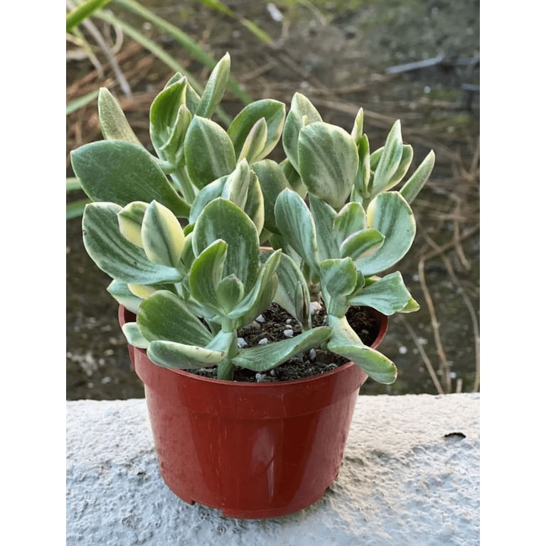 san pedro cactus plants for sale Imperfect Trichocereus Pachanoi main image 0