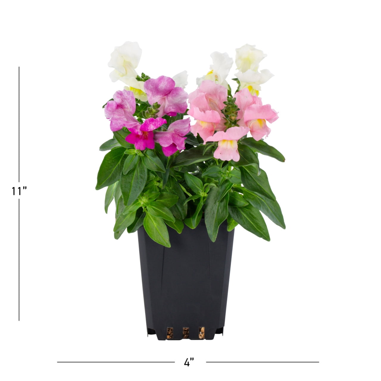 Expert Gardener 1PT Multicolor Snapdragon Live Annual Plant Sun 6-Pack