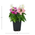 thumbnail image 4 of Expert Gardener 1PT Multicolor Snapdragon Live Annual Plant Sun 6-Pack, 4 of 7