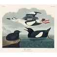 thumbnail image 2 of Audubon, John James 23x20 Black Ornate Wood Framed with Double Matting Museum Art Print Titled - Black Guillemot, 2 of 4