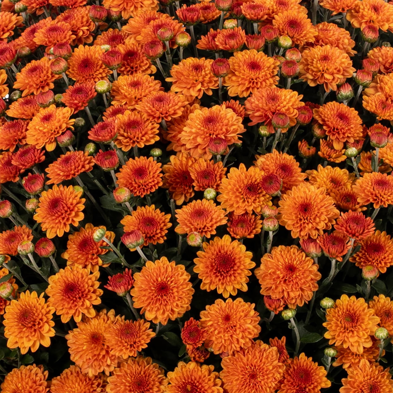 Expert Gardener Orange Garden Mum Live Plant, 2-Pack, 3 qt Grower Pot