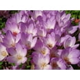 thumbnail image 1 of 10 AUTUMN CROCUS Colchicum Autumnale Meadow Saffron Flower Seeds, 1 of 5