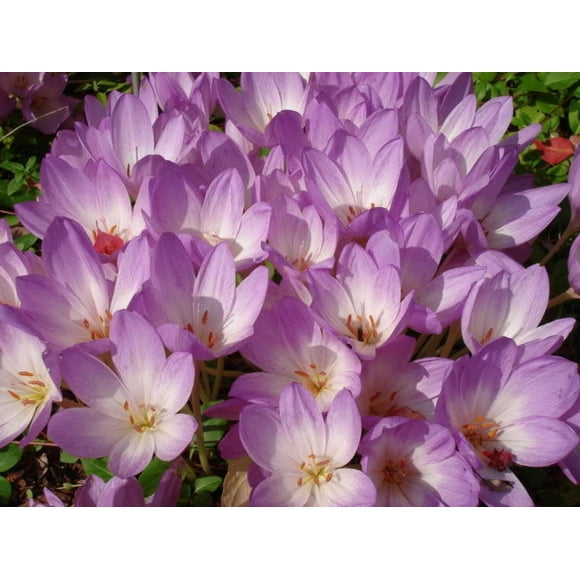 10 AUTUMN CROCUS Colchicum Autumnale Meadow Saffron Flower Seeds