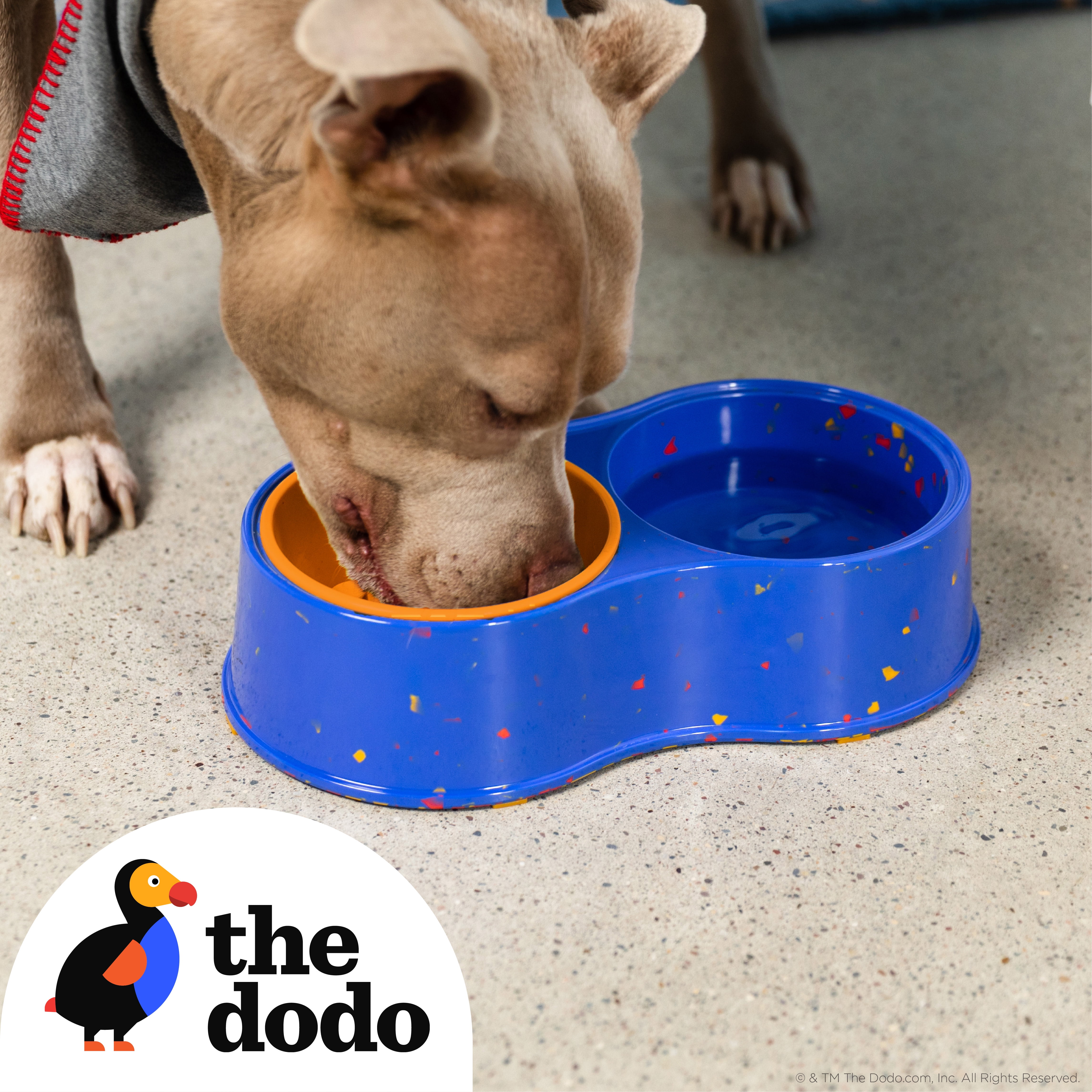 The Dodo Bamboo Double Diner Dog Food Bowl, Blue & Orange