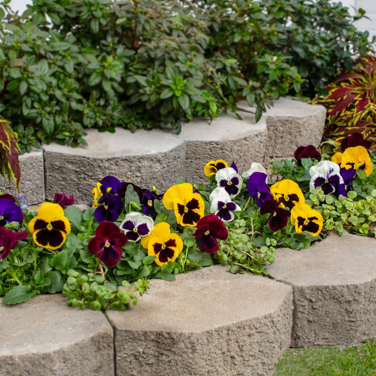 Expert Gardener 1PT Purple Blotch Pansy Live Annual Plant Sun 6-Pack