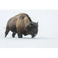 thumbnail image 2 of Illg, Cathy and Gordon 14x11 Black Ornate Wood Framed with Double Matting Museum Art Print Titled - Wyoming, Yellowstone NP Bison walking in snow, 2 of 4
