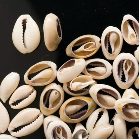 - 14-19mm Cowrie Shell Beads Sold per pkg of 130G