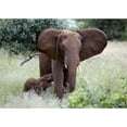 thumbnail image 2 of CafePress - African Elephants - Scroll Ornament, 2 of 3