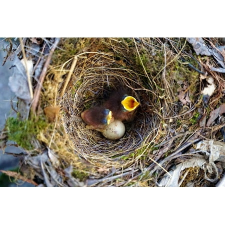 Canvas Print Baby Robin Bill Birds Nest Open Bird Helpless Stretched Canvas 10 x 14 - Walmart.com