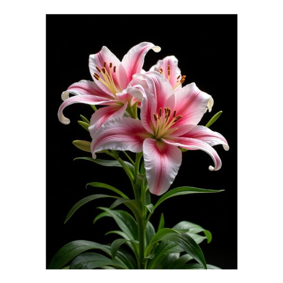 Diamond Art Kit for Adults, Pink White Lily Blossom Elegance Diamond Painting for Adults Beginners, DIY Diamond Art Painting Kits, 5D Diamond Painting Crafts for Home Decor 12x16 Frameless