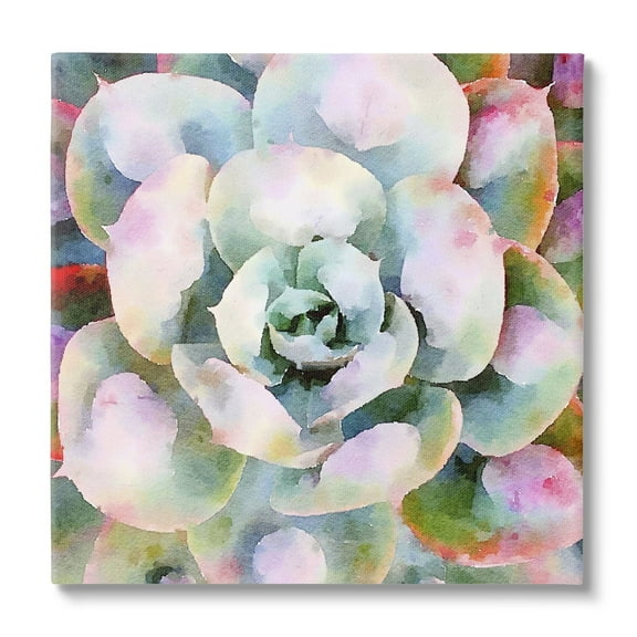 Stupell Industries Succulent Plant Bold Hues Botanical & Floral Painting Gallery Wrapped Canvas Print Wall Art