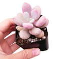 thumbnail image 5 of Best Plant Friend 4-Inch Moonstones Pachyphytum Succulent Live Plants, Grower Pot, 5 of 9