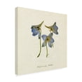 thumbnail image 2 of Emma Caroline 'Pressed Blue Delphinium I' Canvas Art, 2 of 3