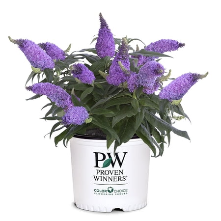 Purple garden and outdoor - Proven Winners ColorChoice Pugster Amethyst Buddleia Live Shrub (2 Gallon)