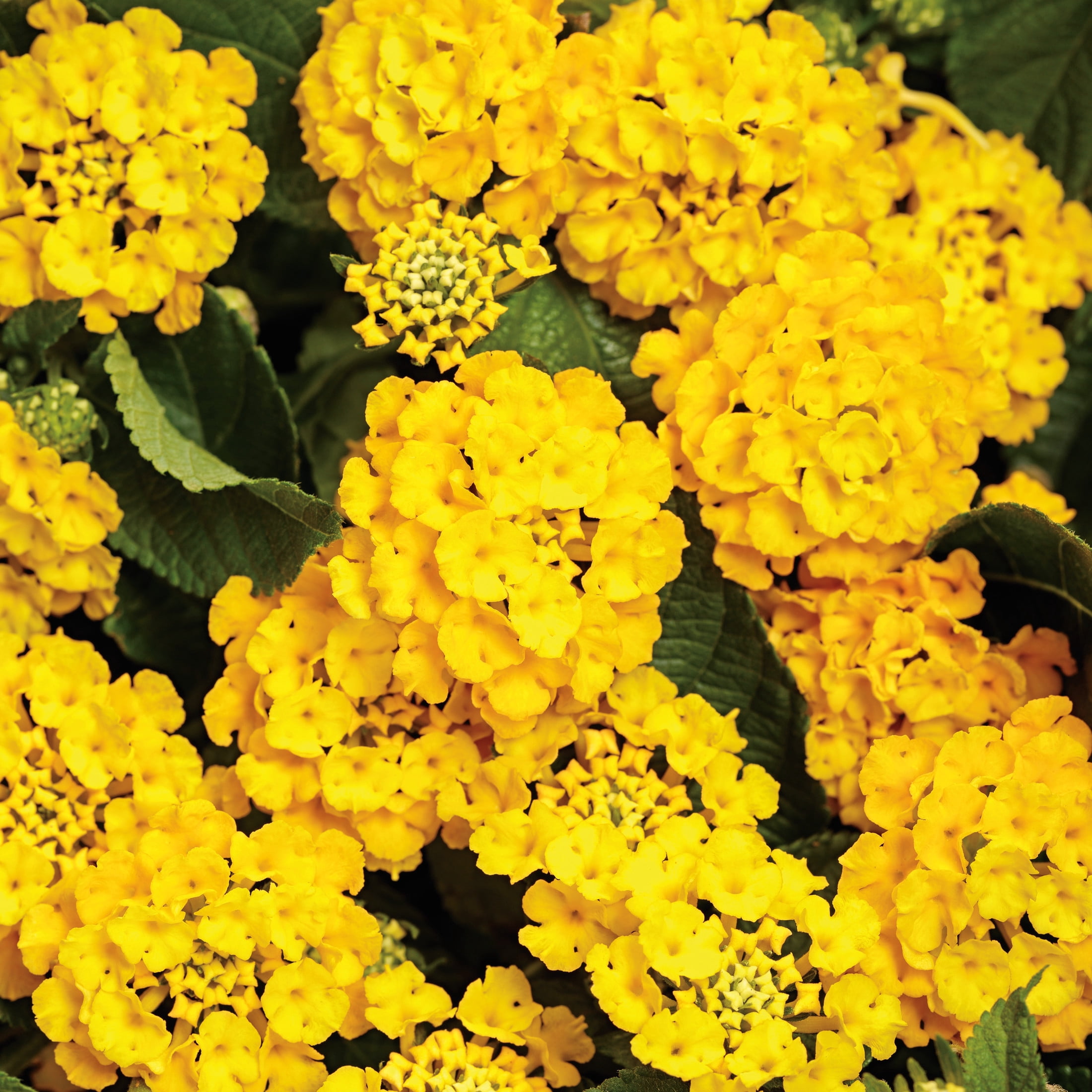 Proven Winners 4" Yellow Luscious Royale Lemon Tart Lantana Live Plant in 4.25" Pot (4 Count)