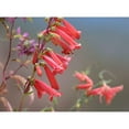 thumbnail image 3 of Fitzharris, Tim 24x19 Black Modern Framed Museum Art Print Titled - Firecracker Penstemon, 3 of 5