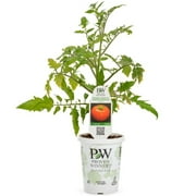 Proven Winner 1.56Pt red tomato live plants sun